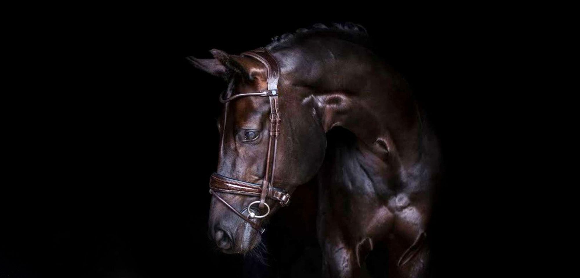 товары для вас и ваших лошадей анатомические уздечки